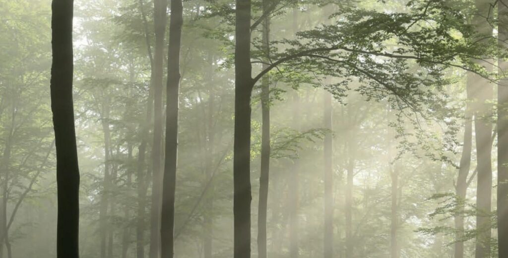 Morning mist among tall beech trunks