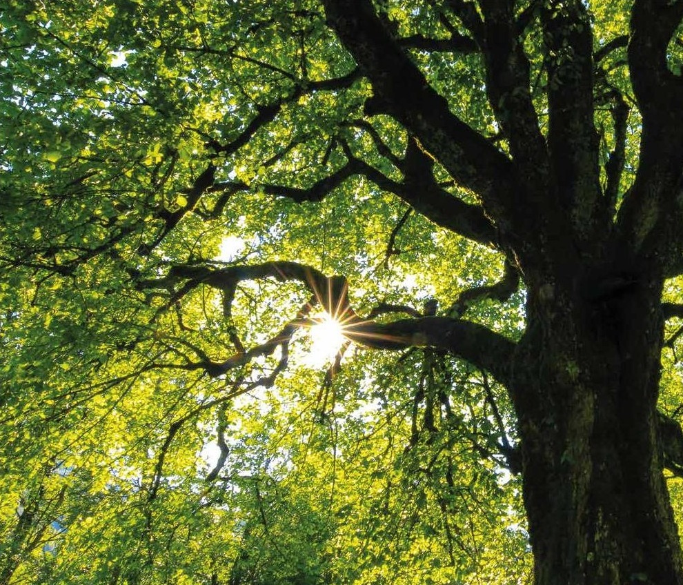 Sunlight breaking through the canopy of a mature oak